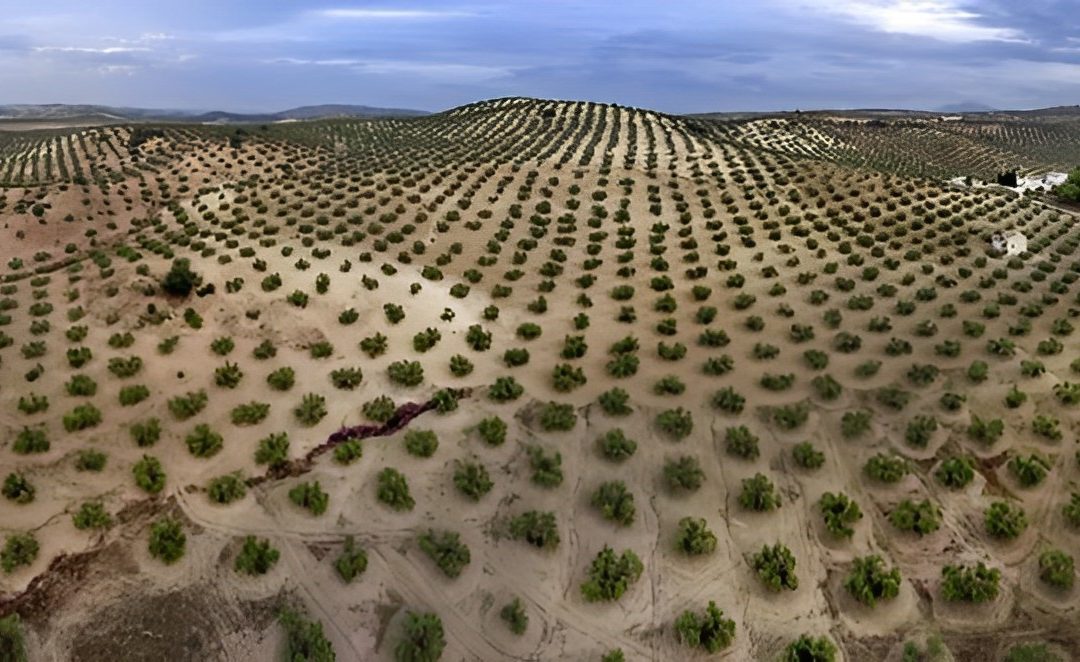 El proyecto Olitech mejora el estado nutricional y controla el estrés del olivar mediante tratamientos electroestáticos