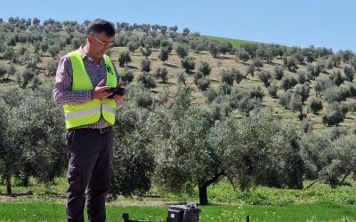 El Grupo Operativo Predic I desarrolla un sistema de predicción temprana de las cosechas de olivar para los municipios de Jaén, Córdoba y Granada
