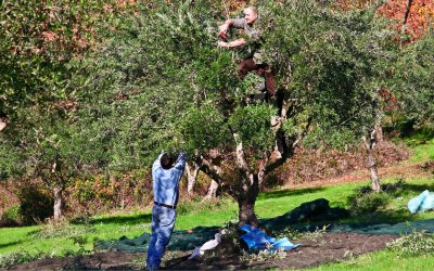 Las cálidas temperaturas alargan el ciclo de plagas y afectan a los cultivos del olivar en la maduración de aceituna