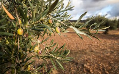 Cómo combatir la mosca del olivo sin insecticidas 