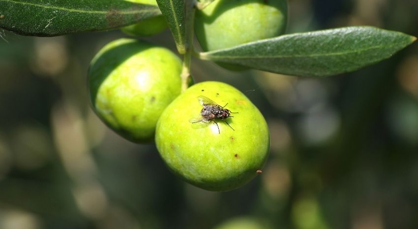 mosca del olivo