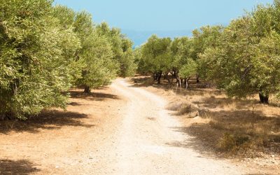 El aumento de los precios de fitosanitarios: Un desafío para agricultores y consumidores