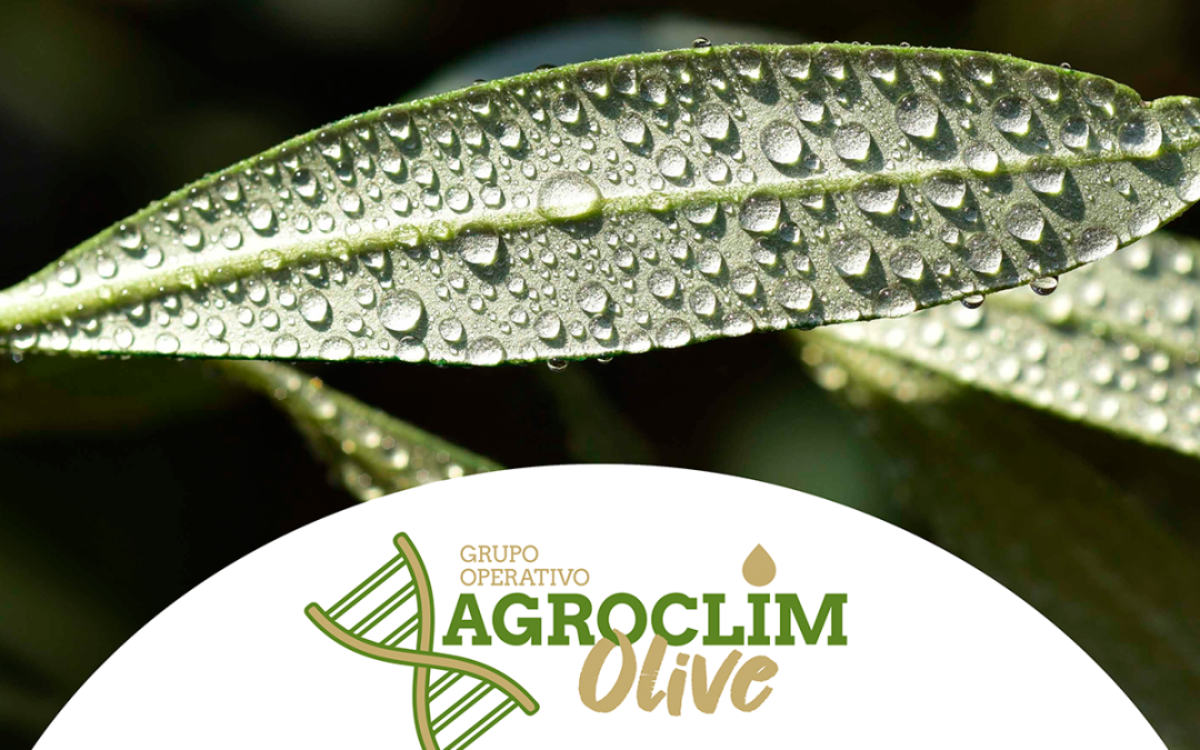 Agroclim-Olive descubre cuatro nuevas variedades de olivo adaptadas al cambio climático