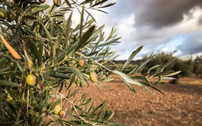 Nuevos límites al uso de insecticidas contra la mosca del olivo