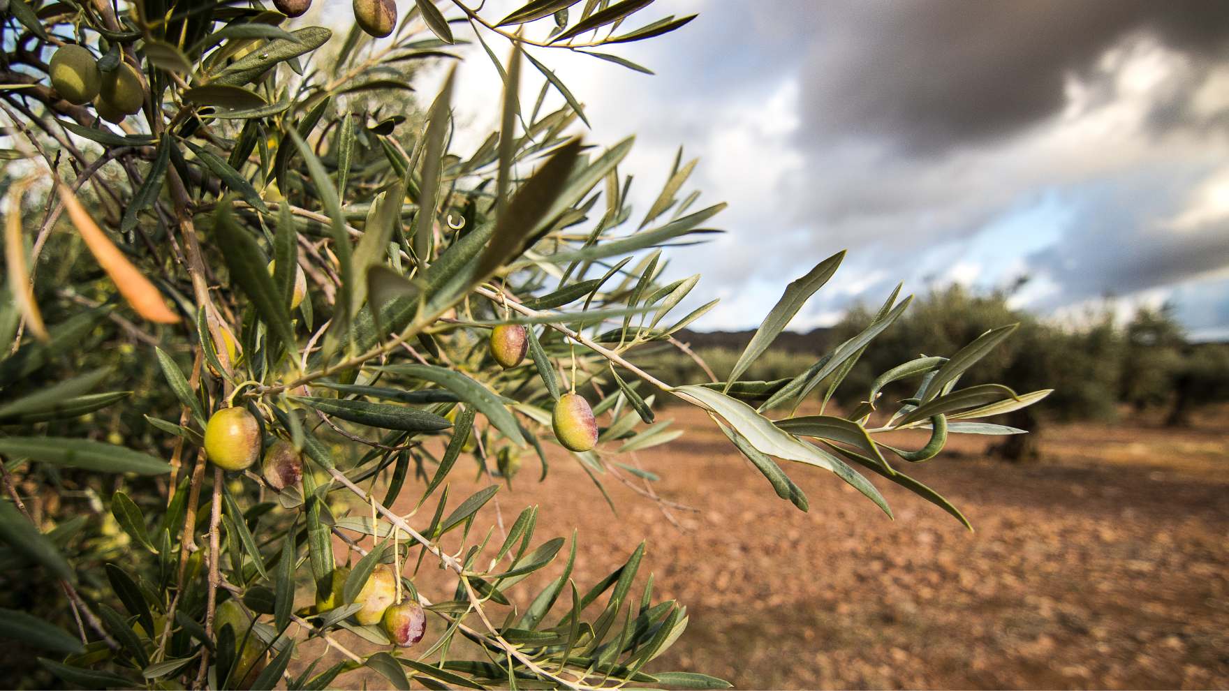 insecticida mosca del olivo