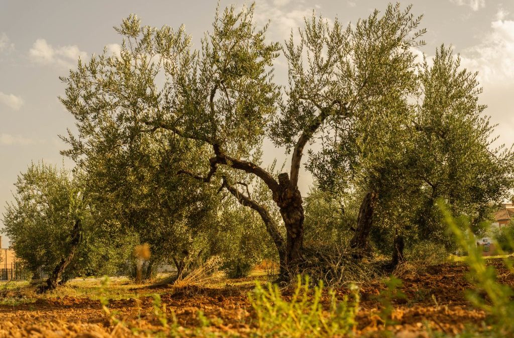Un nuevo proyecto propone mejorar la resistencia del olivo y el pistacho frente al estrés hídrico, promoviendo una agricultura más sostenible