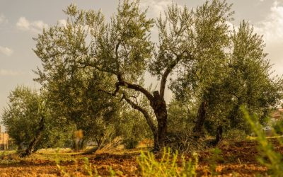 Un nuevo proyecto propone mejorar la resistencia del olivo y el pistacho frente al estrés hídrico, promoviendo una agricultura más sostenible