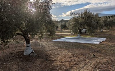 Desarrollan una malla andaluza que mejora la retención del agua en el suelo y reduce el estrés hídrico del olivo