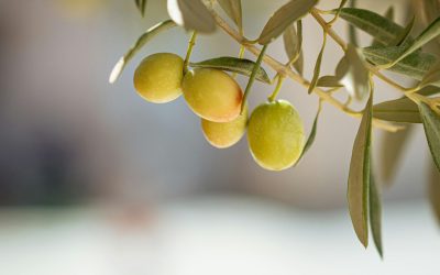 CITOLIVA combate el creciente impacto de las plagas en cultivos como el olivar fomentando la presión efectiva de los insectos propios y reduciendo así el uso de fitosanitarios