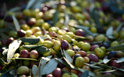 ¿Cómo se elabora un coupage de aceite de oliva virgen extra?