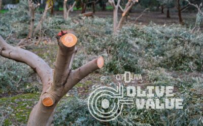 CITOLIVA ofrece al sector oleícola una brújula tecnológica para transformar sus subproductos